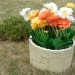Цветник КАНЬОН купить в Полярных Зорях